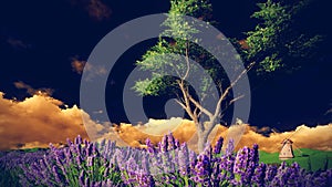 Lavender fields with solitary tree