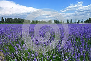 Lavender fields in summer