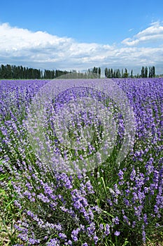Lavender fields in summer