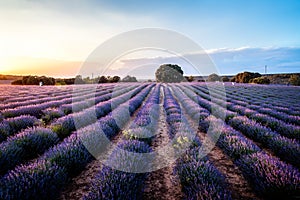 Lavender fields. Summer sunset landscape in Brihuega