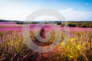 Lavender fields. Summer sunset landscape in Brihuega