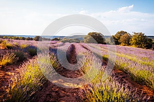 Lavender fields. Summer sunset landscape in Brihuega