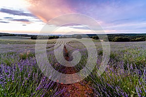 Lavender fields. Summer sunset landscape in Brihuega