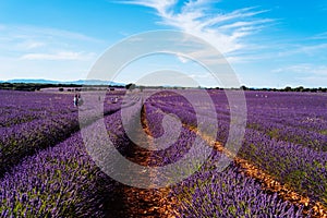 Lavender fields. Summer sunset landscape in Brihuega