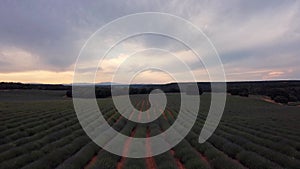 Lavender fields. Summer sunset landscape in Brihuega, Guadalajara