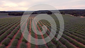 Lavender fields. Summer sunset landscape in Brihuega, Guadalajara