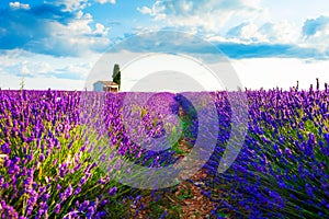 Lavender fields at sunrise in Provence, France