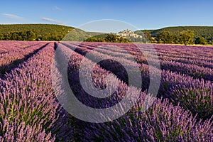 Lavender fields at sunrise with the village of Banon in summer. Alpes-de-Hautes-Provence, France