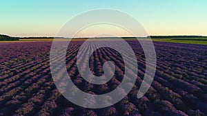 Lavender fields at sunset with dramatic sky video