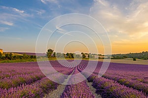 Lavender fields at sunset in Provence France