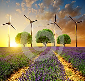 Lavender fields with trees and wind turbines