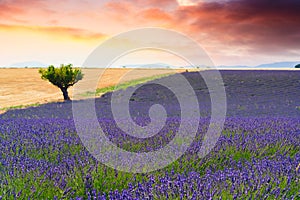 Lavender fields in Valensole, France