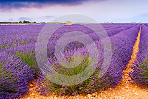 Lavender fields in Valensole, France