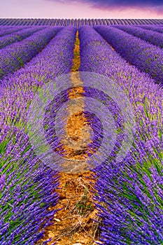 Lavender fields in Valensole, France