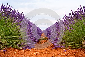 Lavender fields in Valensole, France