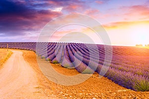 Lavender fields in Valensole, France