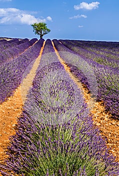 Lavender fields in Valensole with olive trees. Provence, France