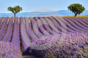 Lavender fields of Valensole in Summer. Alpes de Haute Provence, France photo