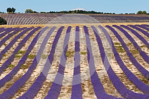 Lavender fields in valensole provence france landscape