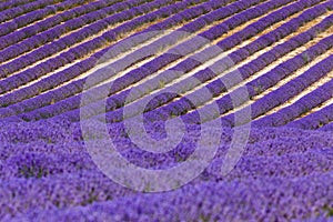 Lavender fields in valensole provence france landscape