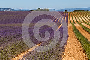 Lavender fields in valensole provence france landscape