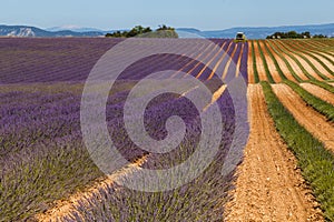 Lavender fields in valensole provence france landscape