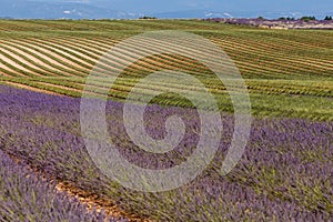 Lavender fields in valensole provence france landscape