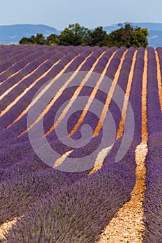 Lavender fields in valensole provence france landscape