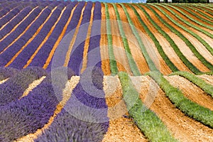 Lavender fields in valensole provence france landscape