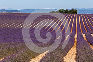 Lavender fields in valensole provence france landscape