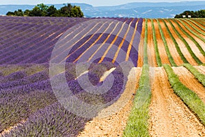 Lavender fields in valensole provence france landscape