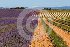 Lavender fields in valensole provence france landscape