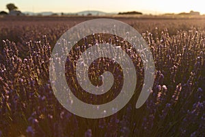 Lavender fields in valensole provence france landscape