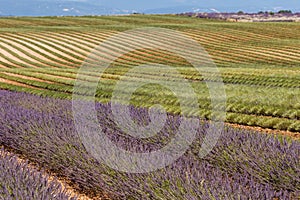 Lavender fields in valensole provence france landscape