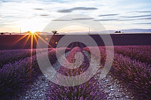 Lavender Fields in Valensole, Provence, France