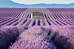 Lavender fields in Valensole with stone house in Summer. Alpes-de-Haute-Provence, France