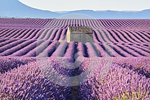 Lavender fields in Valensole in Summer. Alpes de Haute Provence, France