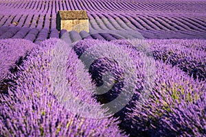 Lavender fields in Valensole at sunset with stone house in Summer. Alpes-de-Haute-Provence, France