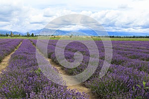 Lavender fields of Xinjiang, China