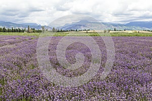 Lavender fields of Xinjiang, China