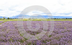 Lavender fields of Xinjiang, China