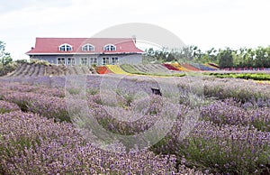 Lavender fields of Xinjiang, China