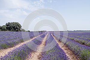 Lavender filds in La Alcarria, Spain photo