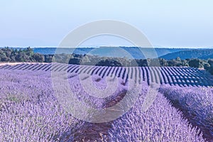 Lavender fileds under a blue skthe beauty of nature