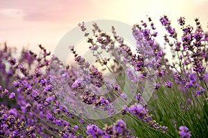 Lavender floral background sunlit