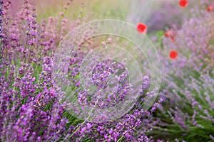 Lavender floral background sunlit