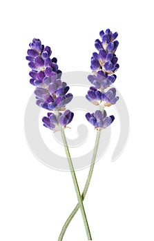 Lavender flower photo