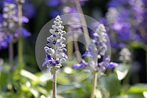 Lavender flower