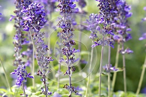 Lavender Flower