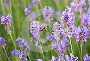 Lavender flower